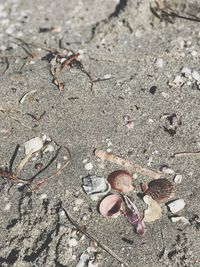 High angle view of seashells on beach
