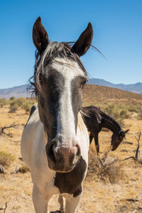 Close up head of wild horses in nevada desert landscape