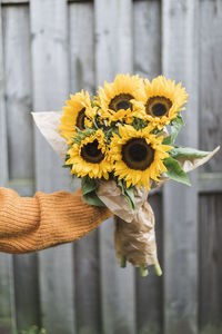 Cropped hand holding sunflowers against fence