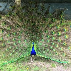 Close-up of peacock feathers