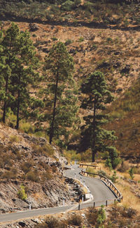 Road passing through forest