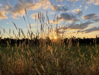 Plants growing on field against sky during sunset