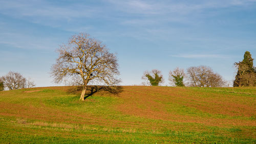 Isolated tree in a field