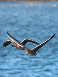 Close-up of seagull flying over sea against sky