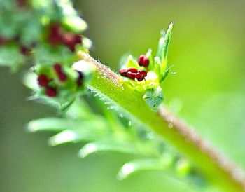 Close-up of insect on wet leaf