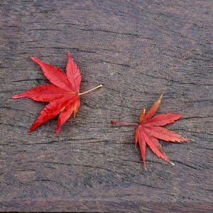 Red tree leaves in autumn in the nature