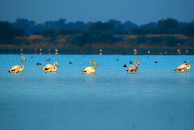 Ducks in a lake