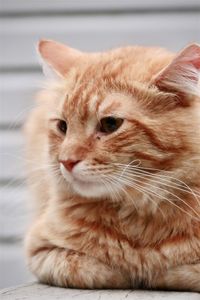 Orange tabby cat outdoors