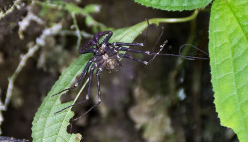 Close-up of insect