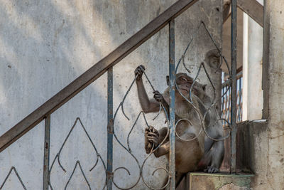 View of monkey sitting on wall