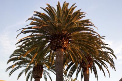 Low angle view of palm trees against sky