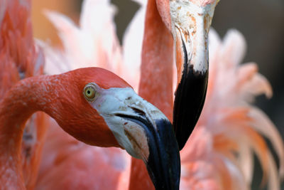 Close-up of bird