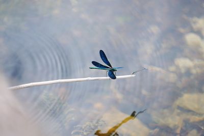 Close-up of bird in water