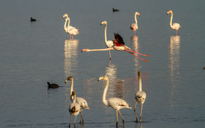 Birds in a lake