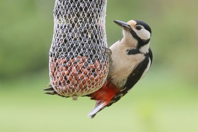 Close-up of bird on feeder