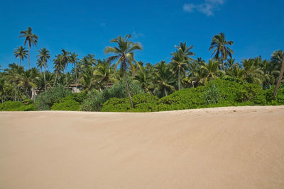 Palm trees on landscape against blue sky