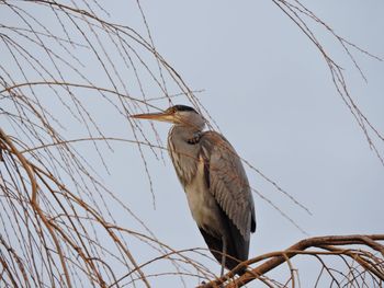Low angle view of bird perching on branch against sky