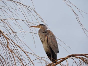 Low angle view of bird perching on branch against sky