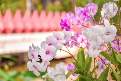 Close-up of pink flowering plant