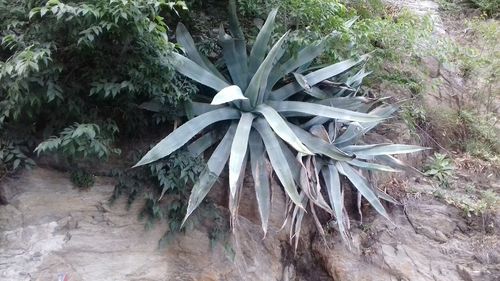 Plants in sunlight