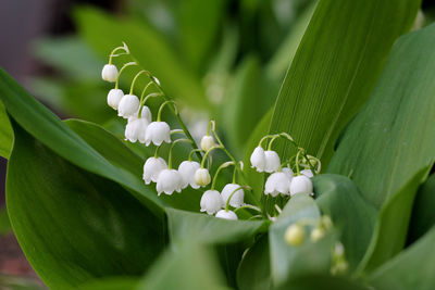 Close-up of white flowers