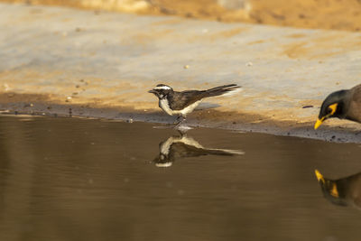 Birds flying over lake