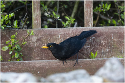 Close-up of bird perching on wood