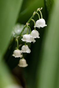 Close-up of white flowering plant