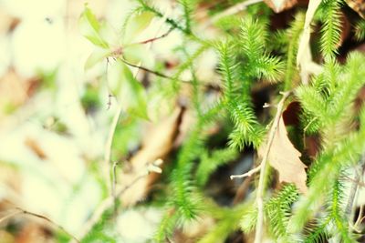 Close-up of plant