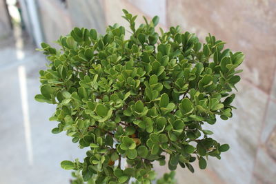 Close-up of green leaves