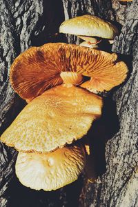 Close-up of mushrooms