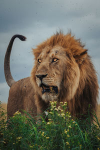 Lioness standing on field
