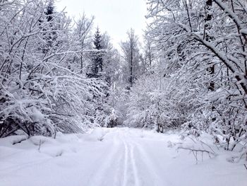 Snow covered trees against sky