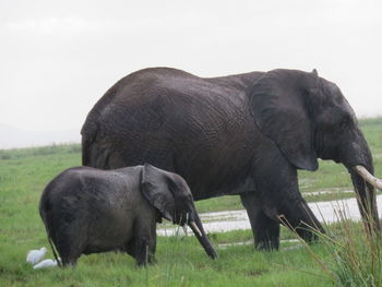 Horses grazing on field against sky