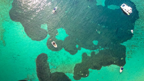 High angle view of fishes swimming in sea