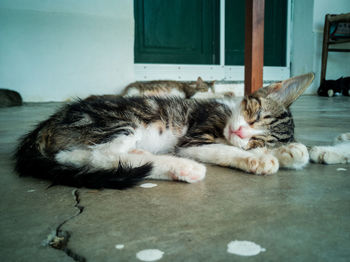 Cat sleeping on floor at home