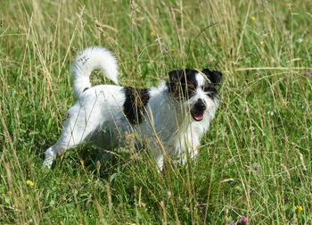 A jack russel terrier walking around on a green meadow