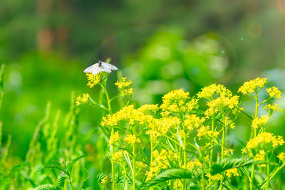 Close-up of bee on flower