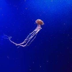 Close-up of jellyfish swimming in sea