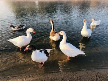 High angle view of birds in lake