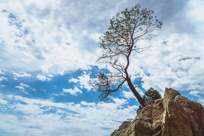 Low angle view of tree against sky