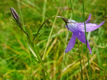 Close-up of purple flowering plant