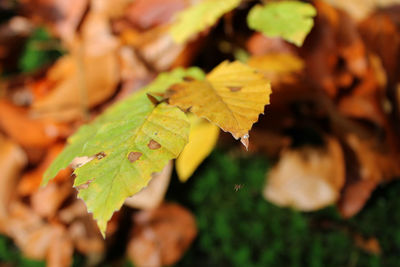 Close-up of maple leaves