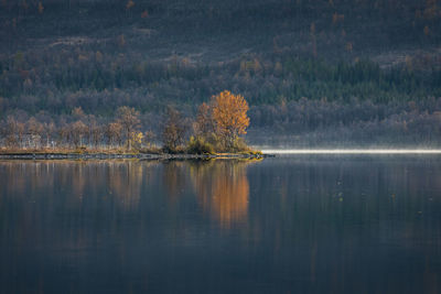 Scenic view of lake in forest