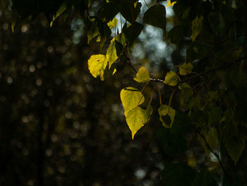 Close-up of yellow leaves against blurred background