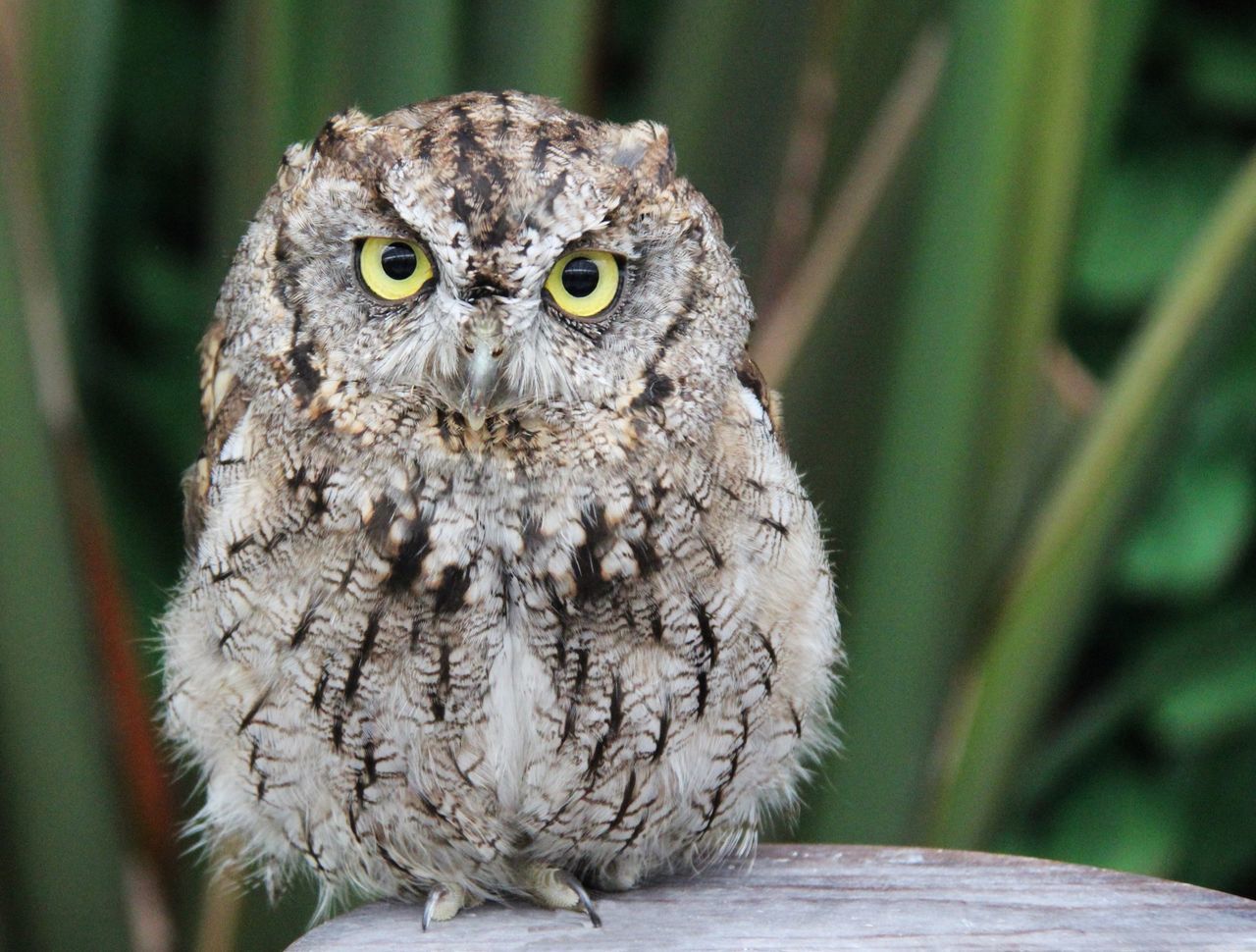 CLOSE-UP PORTRAIT OF A BIRD