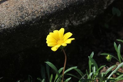 High angle view of yellow flower blooming on field