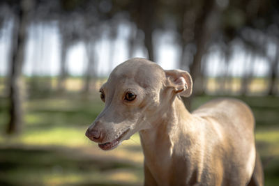 Close-up of dog