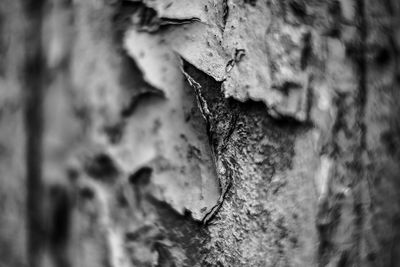 Close-up of leaf