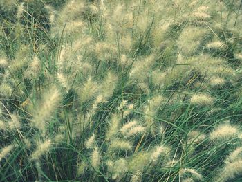 Full frame shot of plants on field